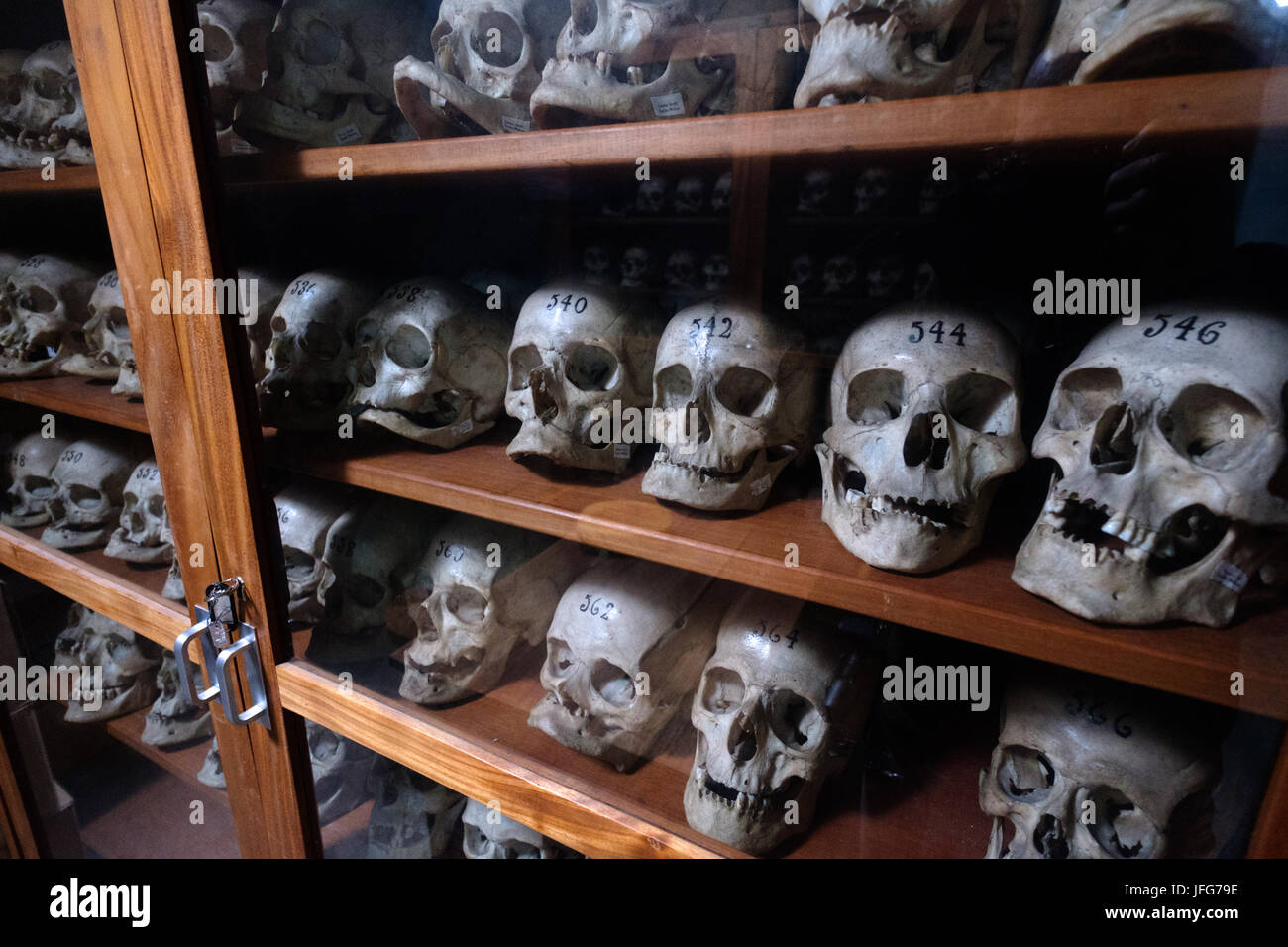 Reihen von menschlichen Schädeln in die forensische Anthropologie lab, Universität von Coimbra, Portugal Stockfoto