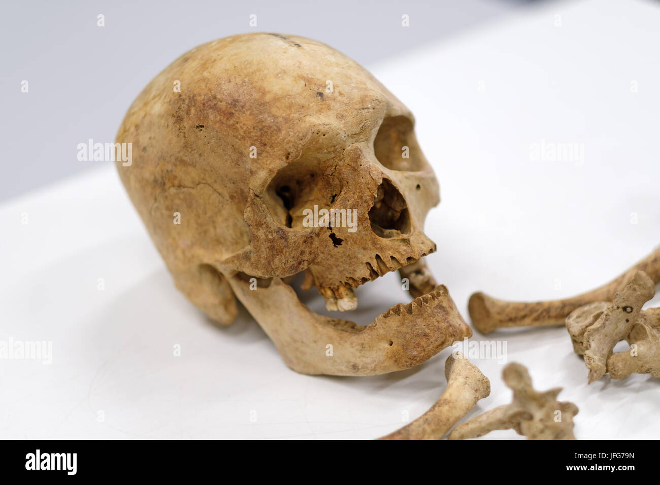 Menschlicher Schädel und Knochen auf weißem Hintergrund Stockfoto