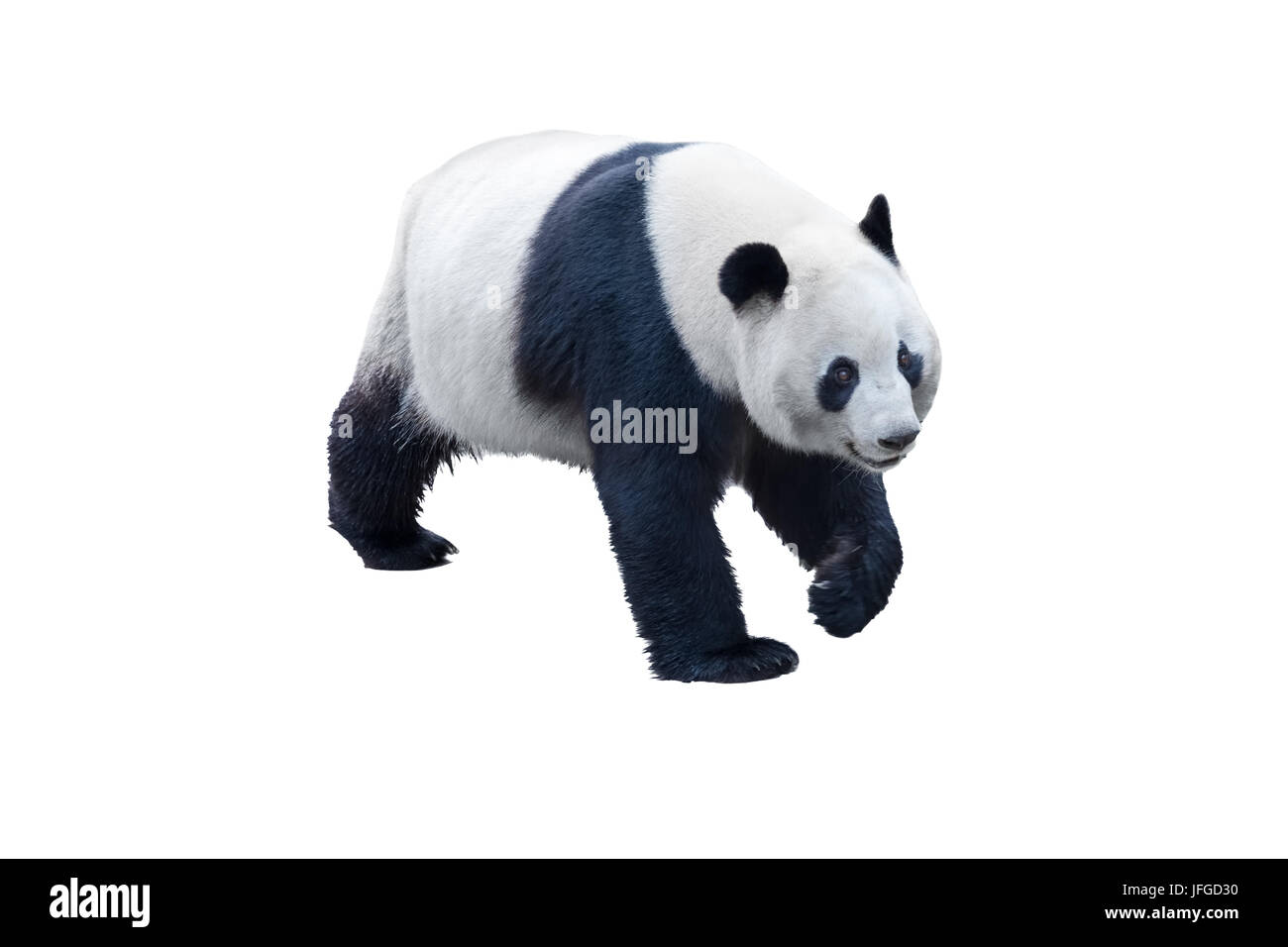 Panda isoliert auf weißem Stockfoto