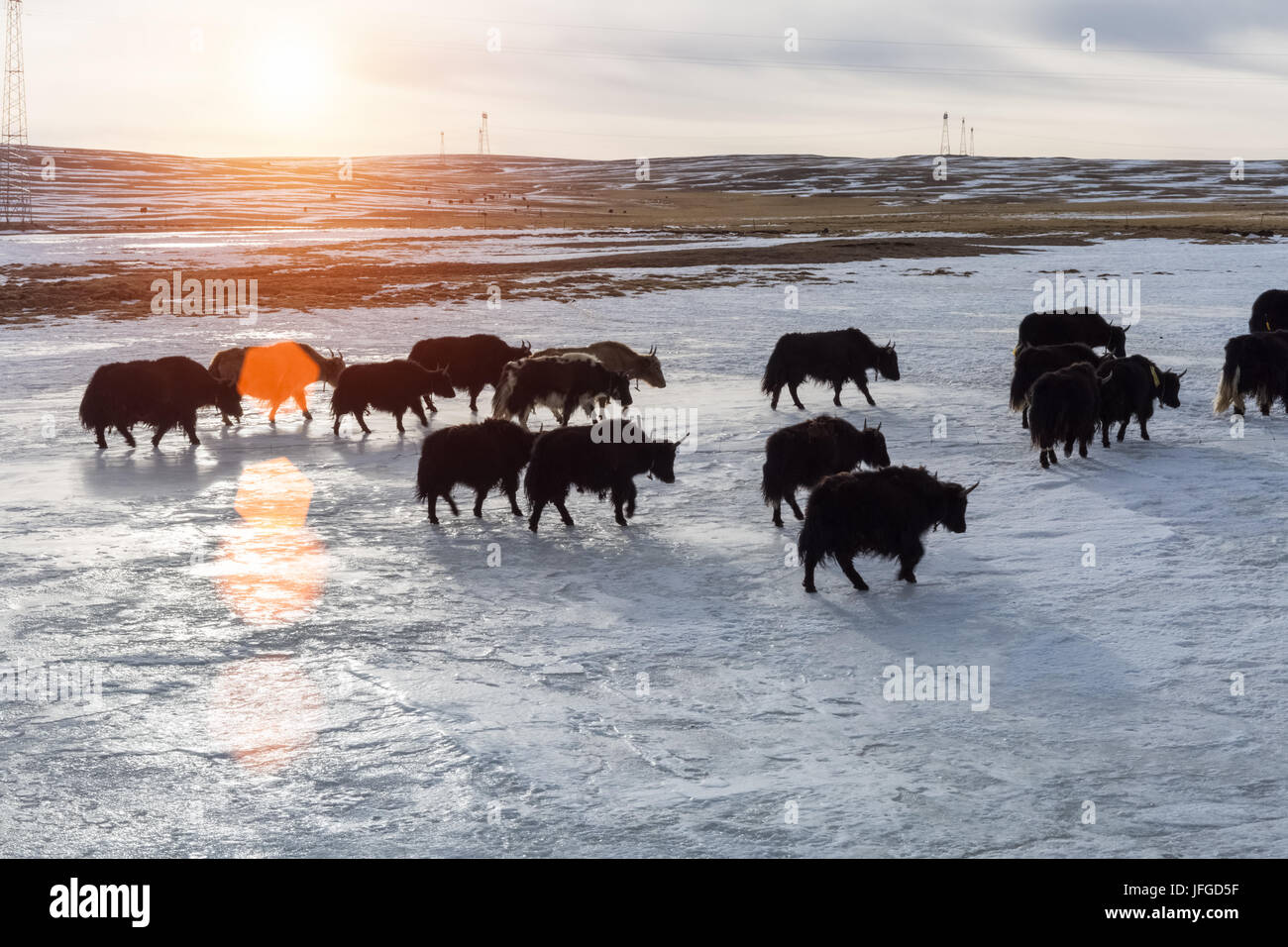 Tibetan Yak im Sonnenuntergang Stockfoto