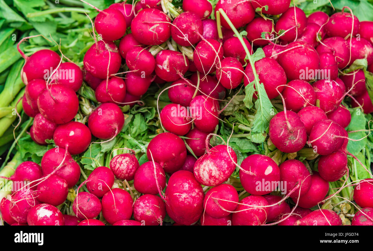 Rettich roter Strahl Stockfoto