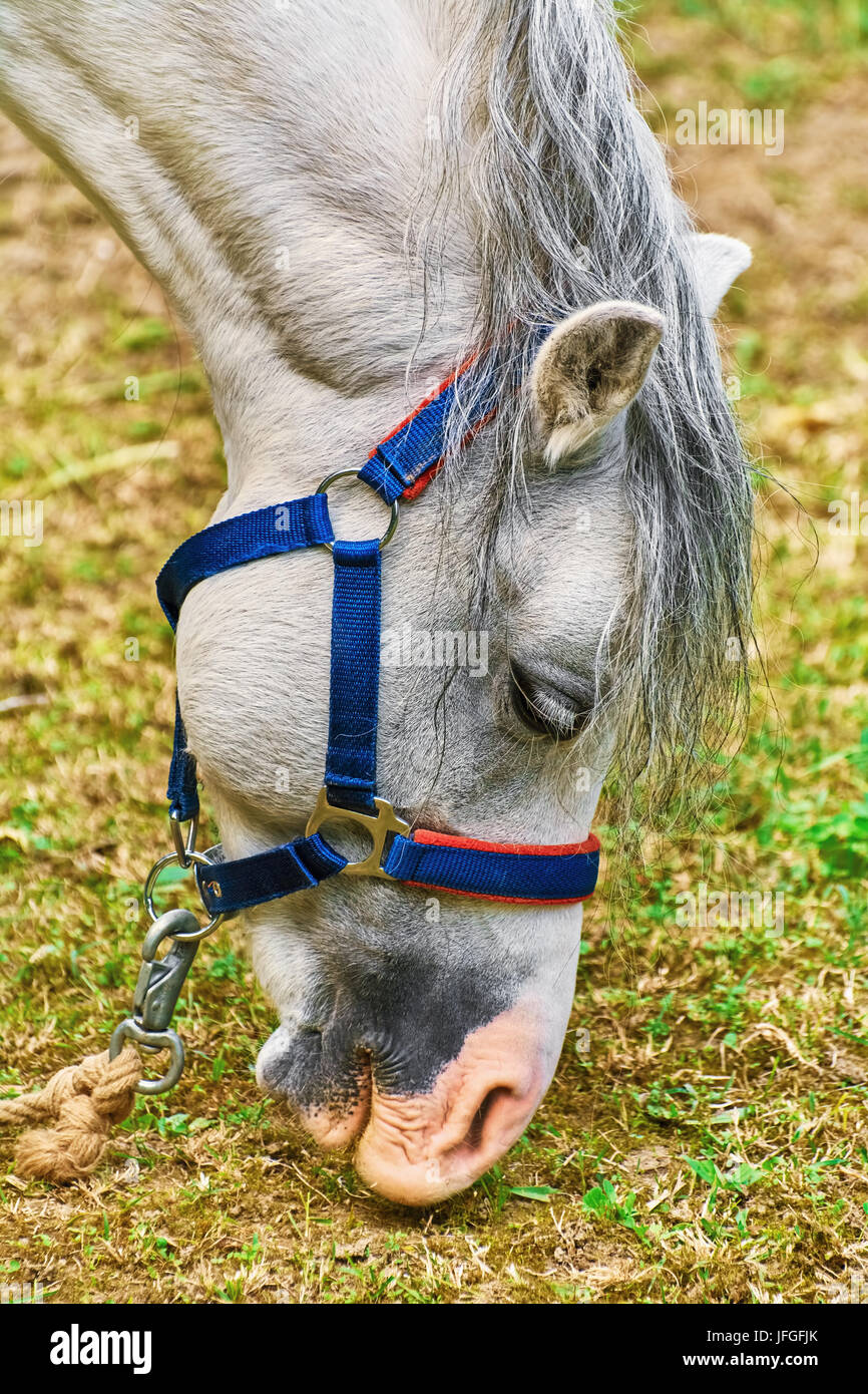 Porträt des Pferdes Stockfoto