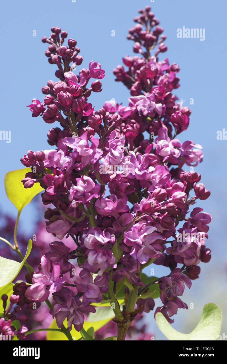 Syringa vulgaris Charles Joly Flieder Stockfoto