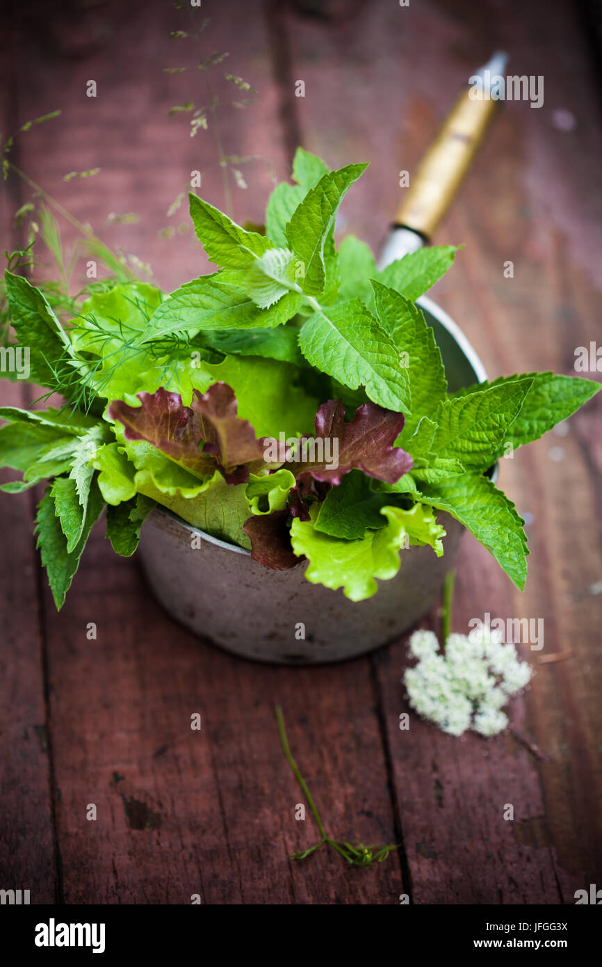 Roter bibb salat -Fotos und -Bildmaterial in hoher Auflösung – Alamy