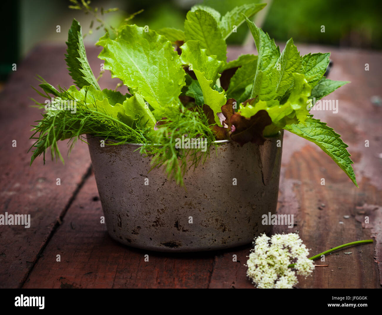 Frischem Salat im Garten. Stockfoto