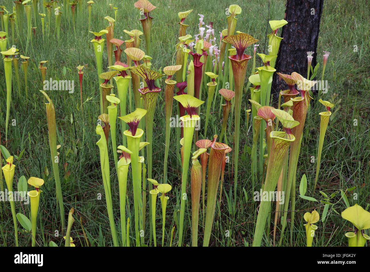 Viele Sorten von Kannenpflanzen (Sarracenia) wächst in Hanglage Versickerung Moor, SE USA Stockfoto
