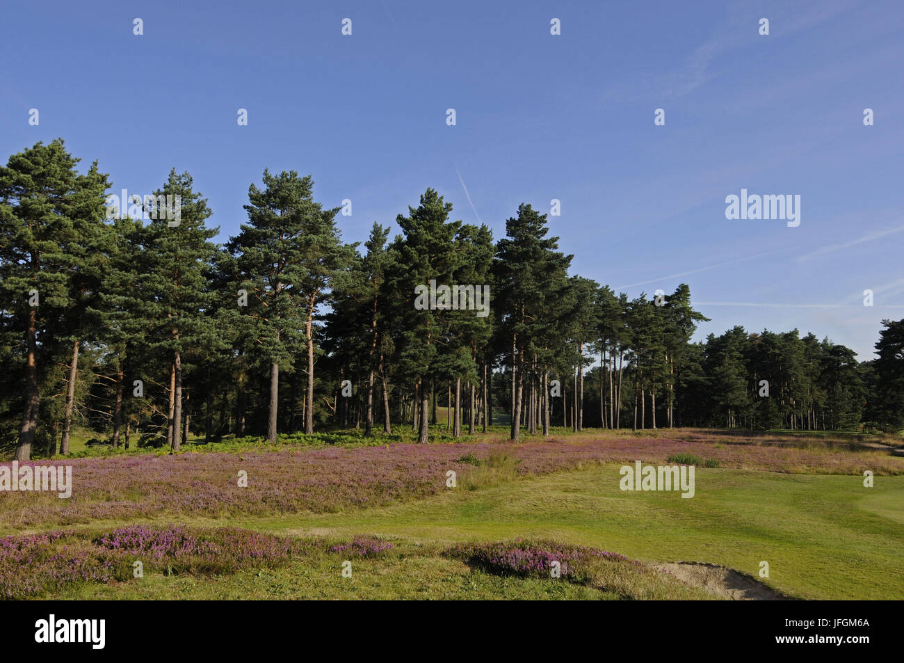 Blick zurück vom 18. Grün über Bunker in Richtung der Abschlag auf dem Roten Platz, The Berkshire Golf Club Stockfoto