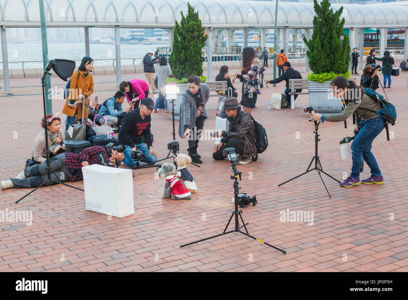China, Hong Kong, Foto-Shooting der Pudel Stockfoto