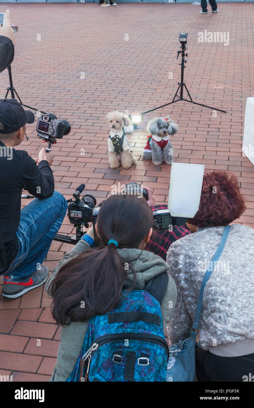 China, Hong Kong, Foto-Shooting der Pudel Stockfoto