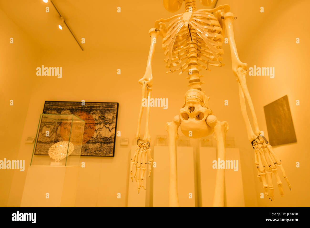 England, London, Wellcome Collection, Skulptur des Skeletts Stockfoto