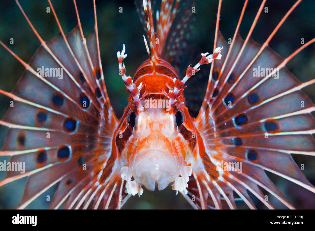 Antennen-Rotfeuerfische, Pterois Antennata, Florida Inseln, Salomonen Stockfoto