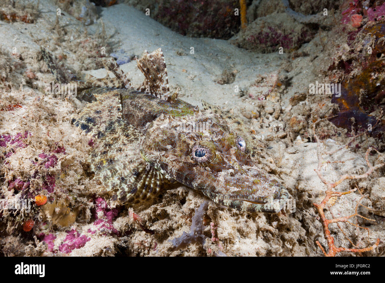 Braune Wange niederdeutschen Kopf, Cymbacephalus Beauforti, Marovo Lagune, den Salomon-Inseln Stockfoto