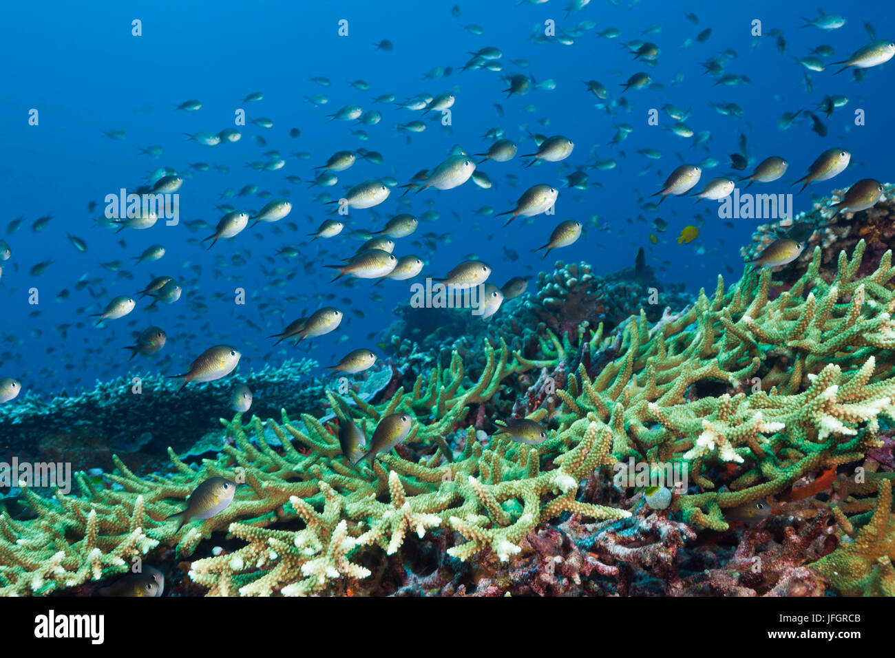 Chromis Riff Sitzstangen, Chromis Amoinensis, Florida Inseln, Salomonen Stockfoto