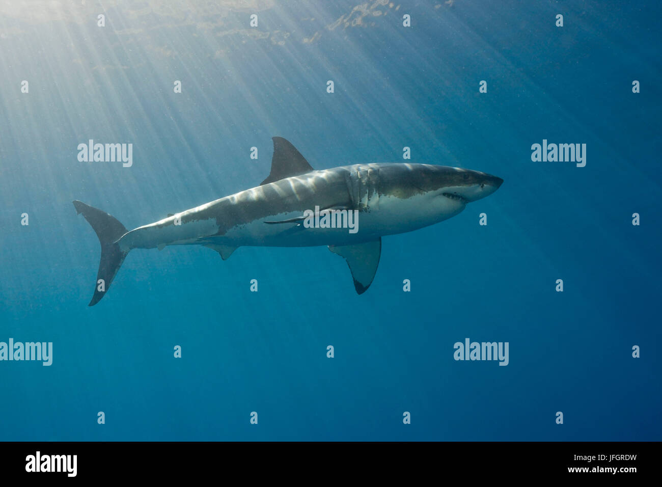 Der weiße Hai, Carcharodon Carcharias, Südafrika Stockfoto