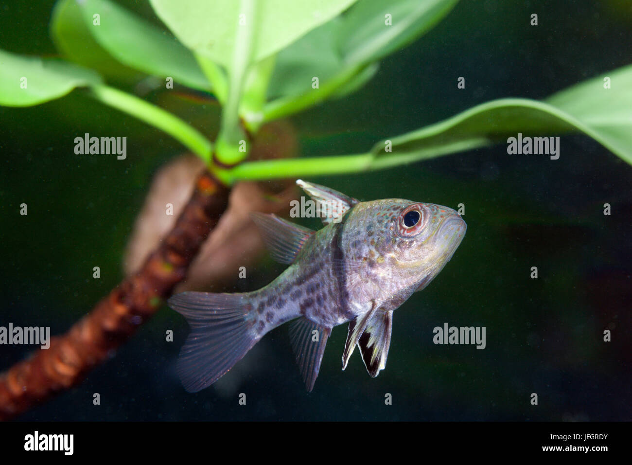 Banggai Kardinal, Sphaeramia Orbicularis, Russell-Inseln, den Salomon-Inseln Stockfoto