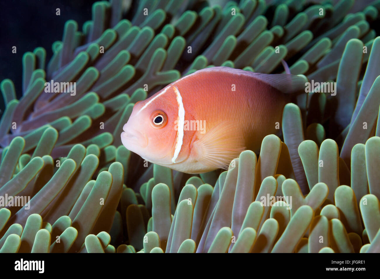 Rosa Anemonenfische, Amphiprion Perideraion, Florida Inseln, Salomonen Stockfoto