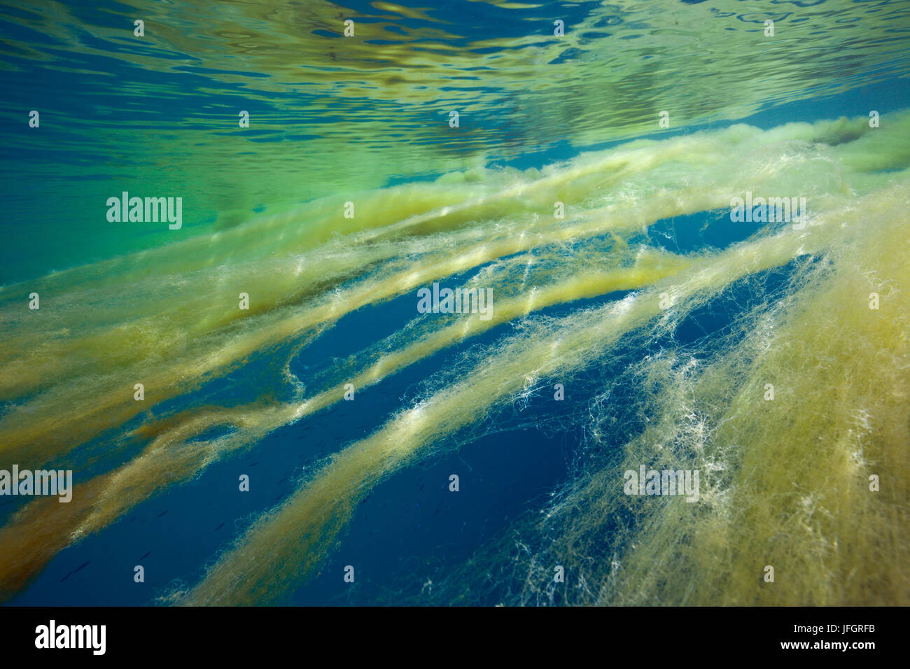 Algen, "Meer Rotz" im Ozean, Florida Inseln, Salomonen Stockfoto
