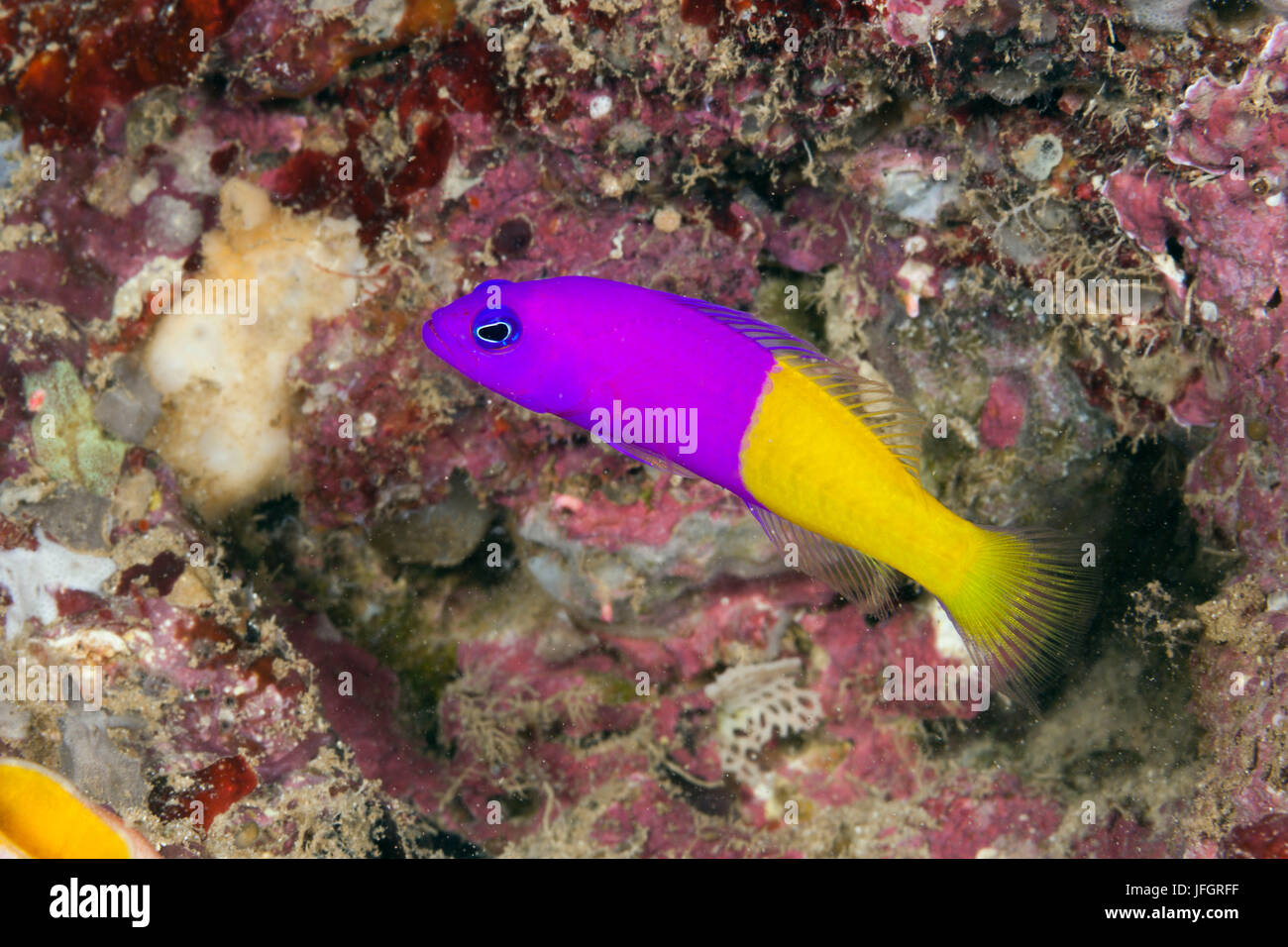 Meerjungfrauen-Dottyback, Pseudochromis Paccagnellae, Marovo Lagune, den Salomon-Inseln Stockfoto