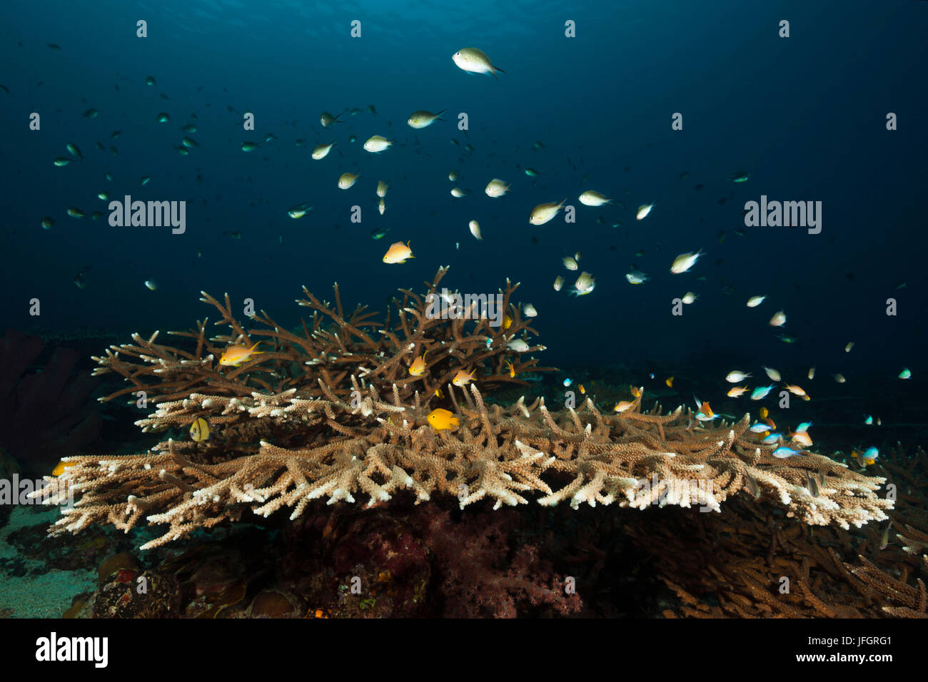 Barsche über Geweih Korallen Riff Chromis SP., Florida Inseln, Salomonen Stockfoto