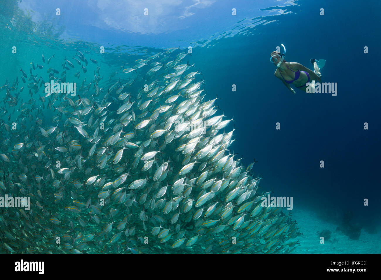 Schnorchler und Traum Hydrophthalmos Makrelen, Selar Boops, Florida Inseln, Salomonen Stockfoto
