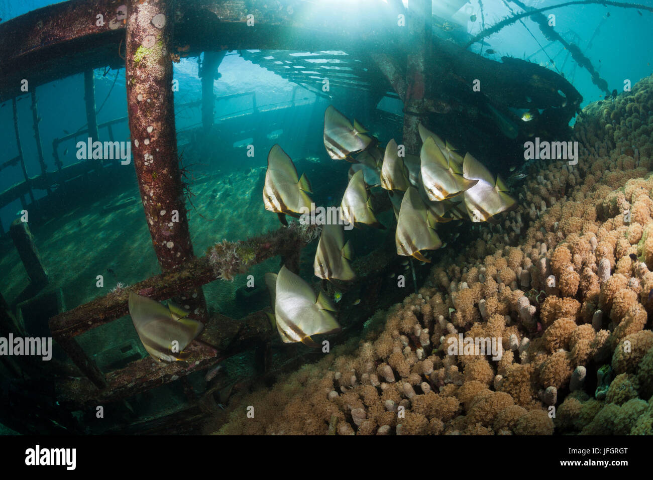 Träumen lange Flosse Fledermausfischen in kleine Wrack Platax Teira, Florida Inseln, Salomonen Stockfoto