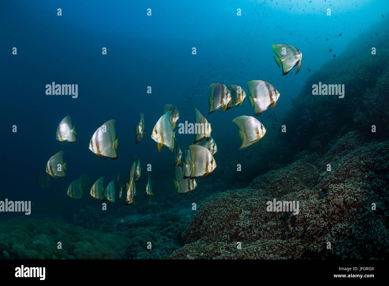 Traum lange Flosse Fledermaus Fisch, Platax Teira, Florida Inseln, Salomonen Stockfoto