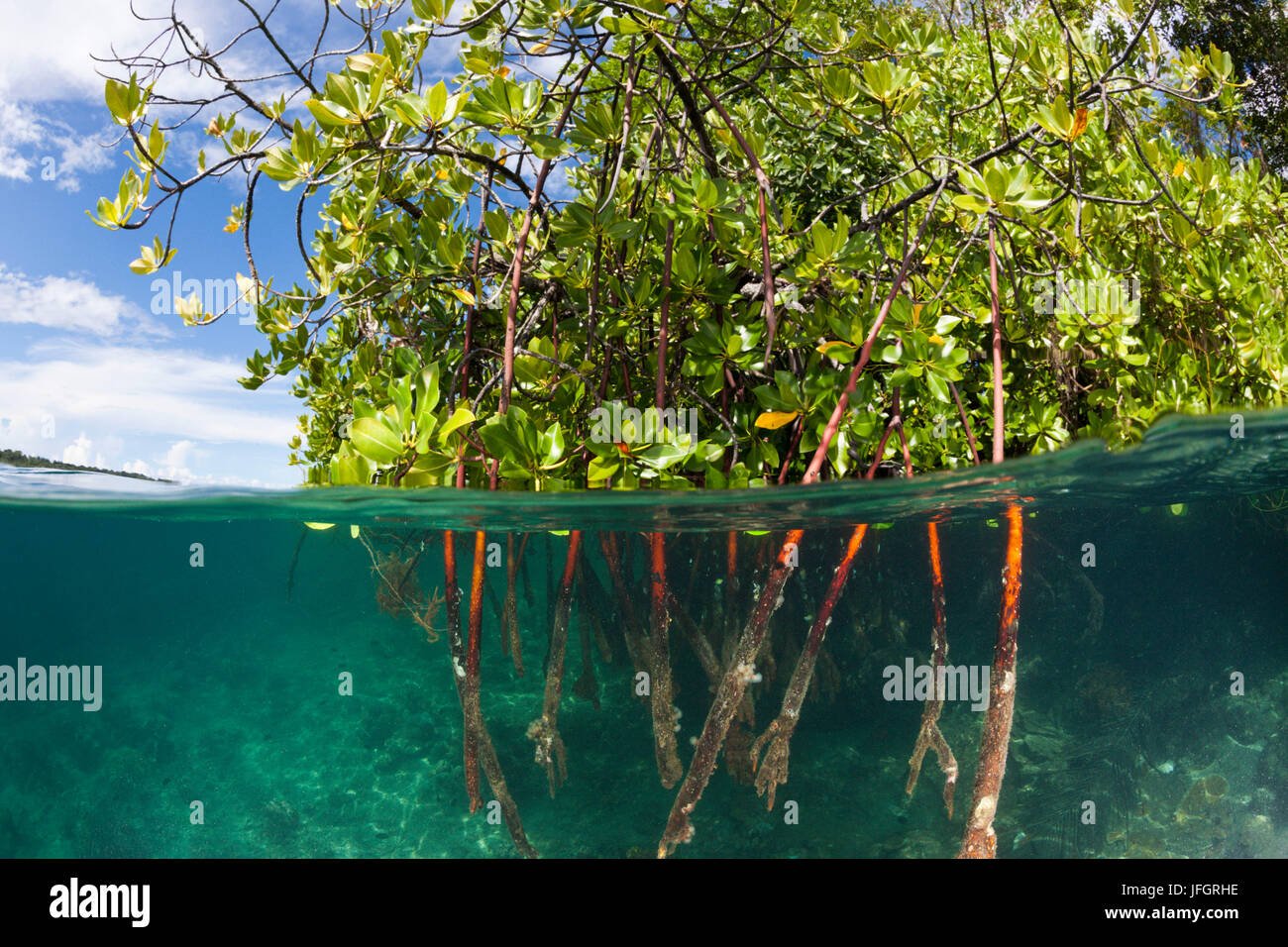 Stelzwurzeln ein Mangroven-Baum, Rhizophora SP., Russell-Inseln, den Salomon-Inseln Stockfoto