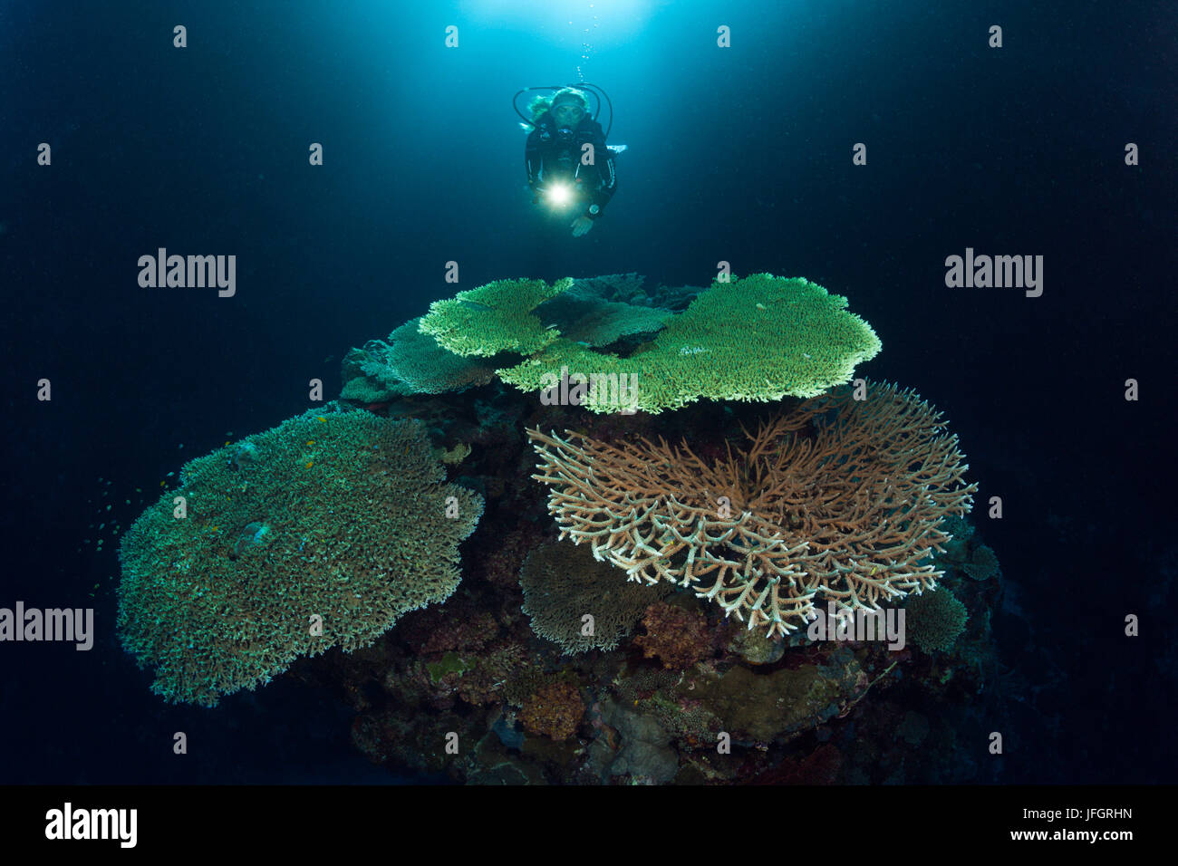 Taucher im Korallenriff, Russell-Inseln, den Salomon-Inseln Stockfoto