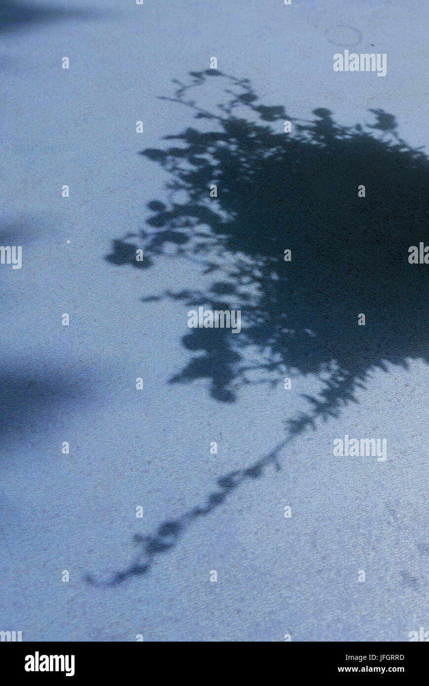 Schatten Spiel mit Blumentopf und Ahorn Blatt auf Tischplatte, Oberbayern Stockfoto