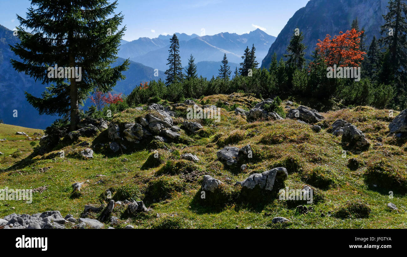 Herbststimmung im Puittal mit Latschen und Vogelbeertree im Wettersteingebirge, im Karwendel mit Northern Range und Sol Steinen und Anzeigen mit Erlspitzgruppe und Reitherspitze auf der rechten Seite, Tirol, Stockfoto