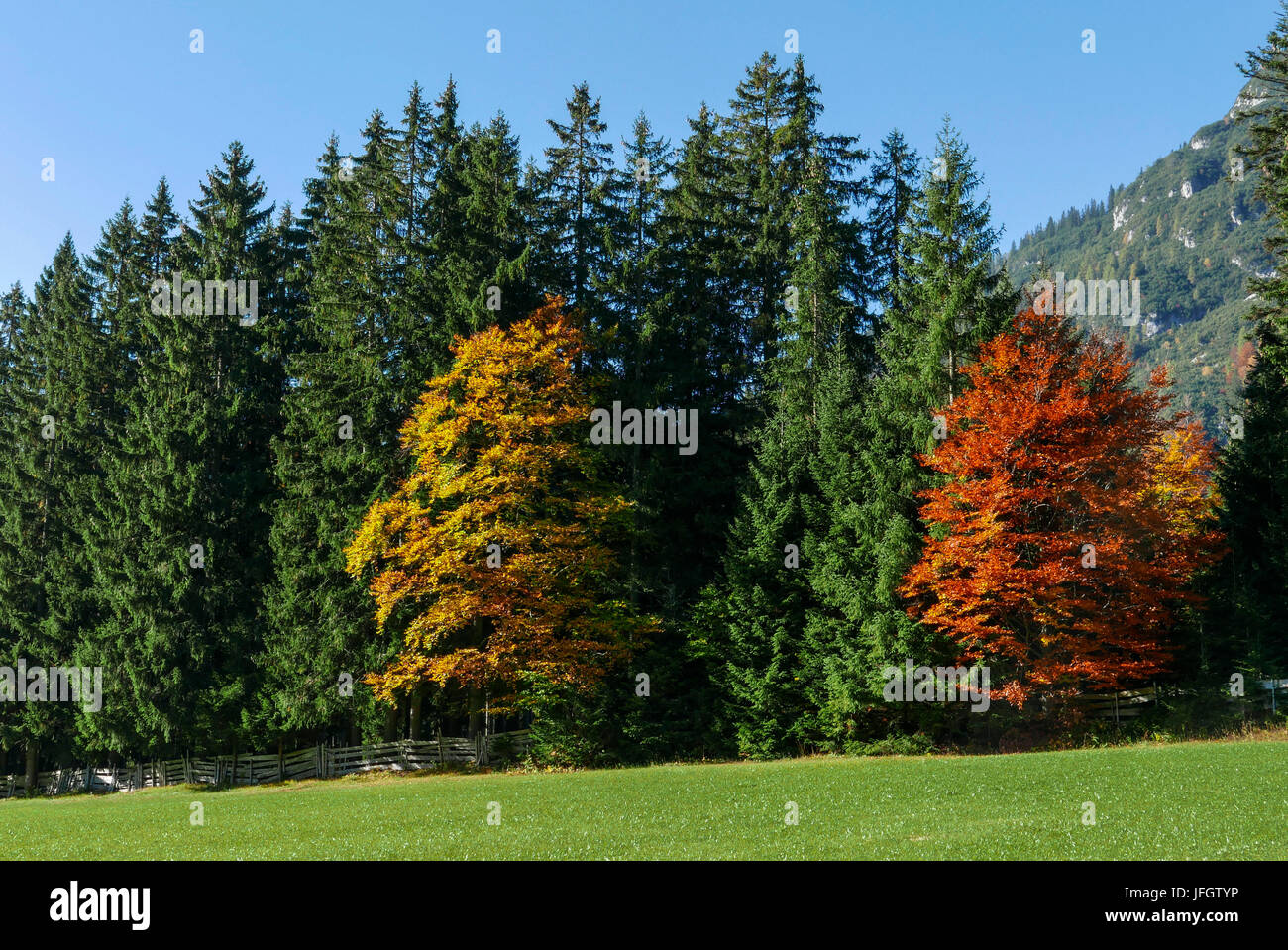 zwei bunte Laubbäume am Rande des Waldes, Leutaschtal, Tirol Stockfoto