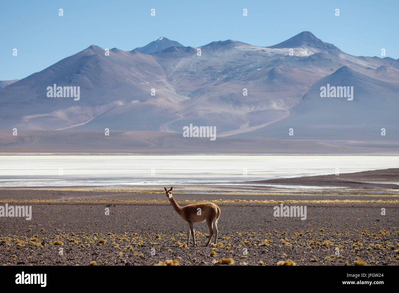 Chile, Nationalpark Nevado Tres Cruzes, Laguna del Negro Francisco
