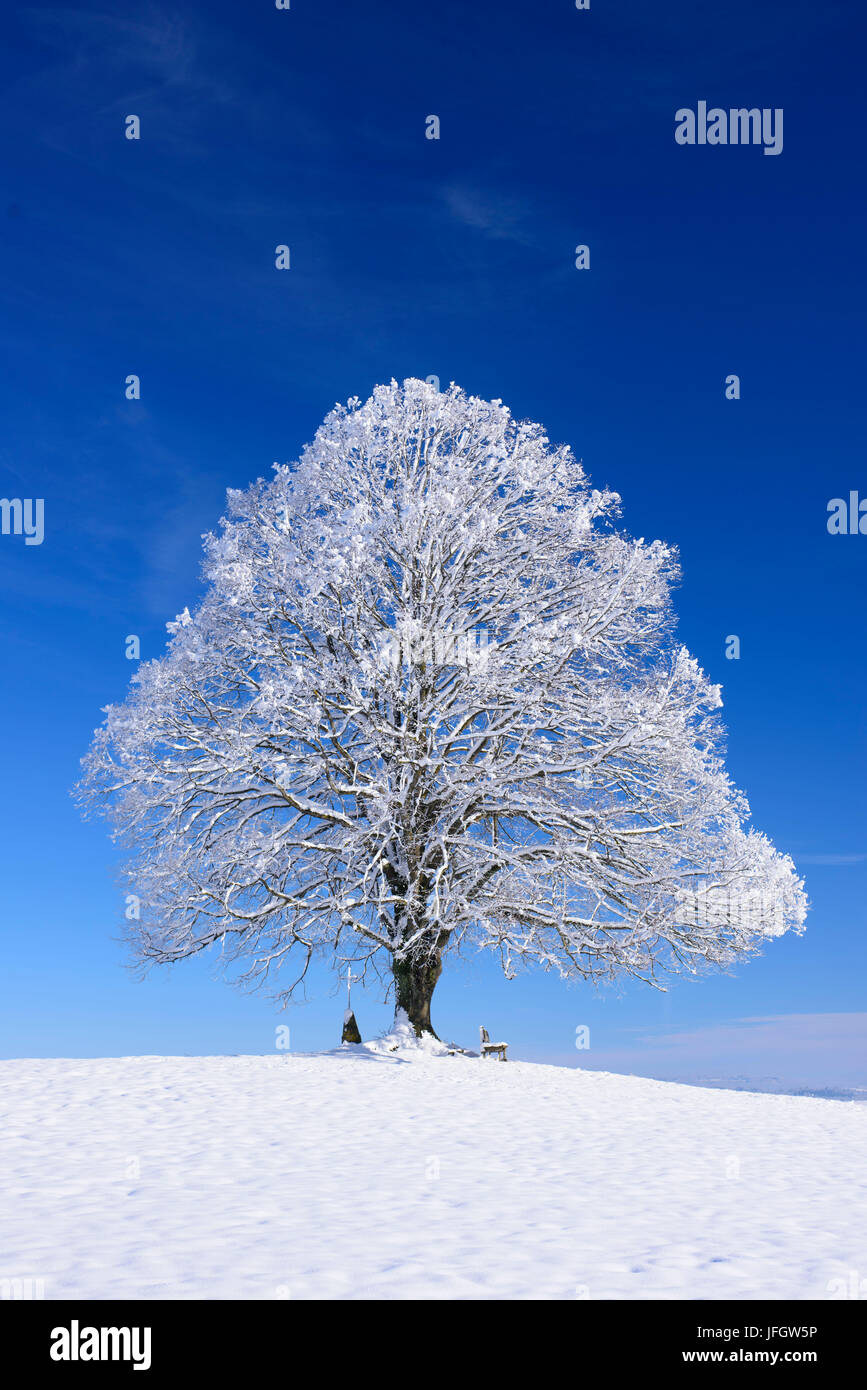 Teren alte Linde mit Raureif im Winter in Bayern Stockfoto