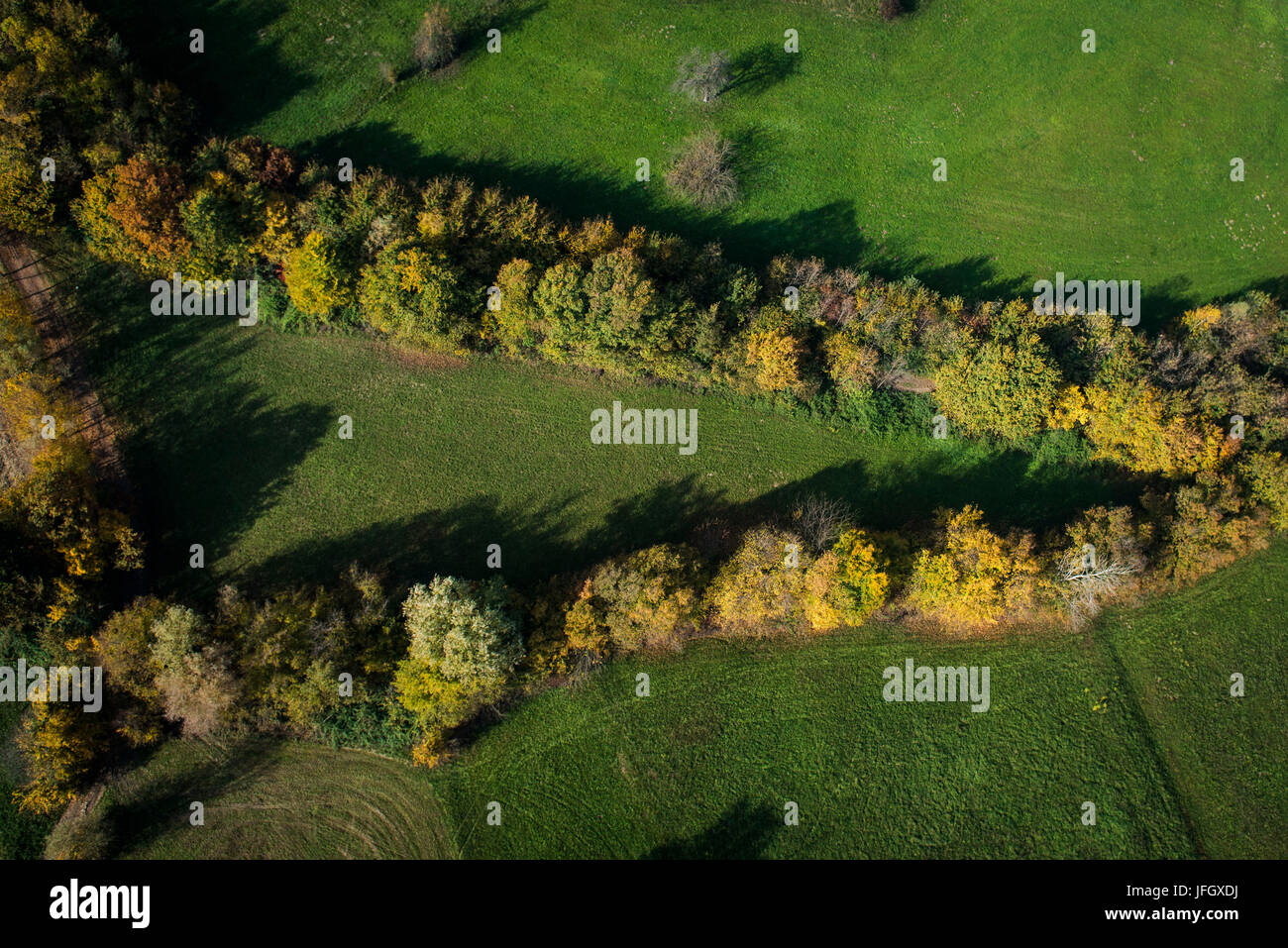 Baumstruktur im Herbst, Luftbild Aufnahmen, Lichtstimmung, Ventien, Italien Stockfoto