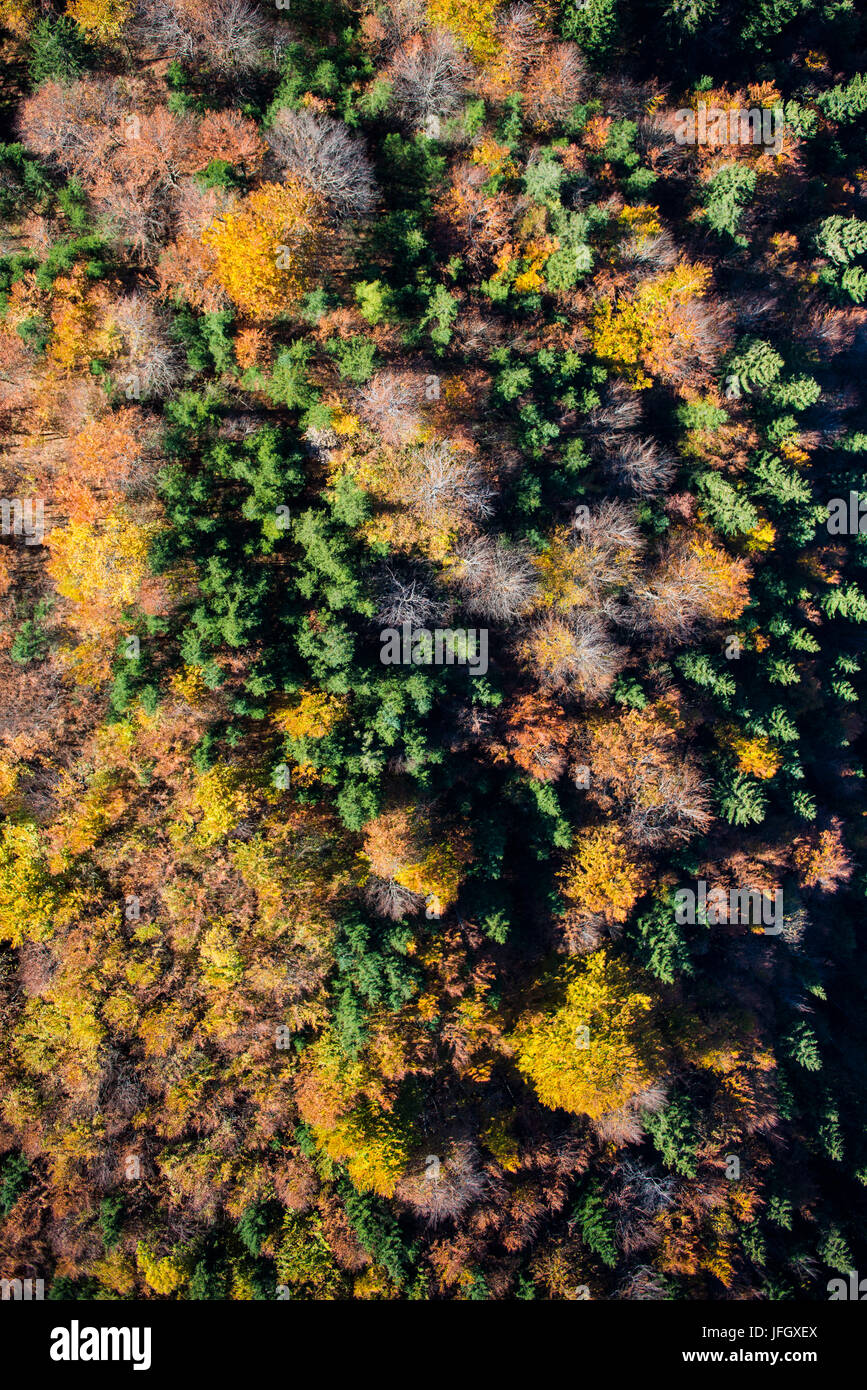 Herbst Holz, Farben, Struktur, Garmisch-Partenkirchen, Luftaufnahmen, Werdenfels, Oberland, Bayern, Deutschland Stockfoto