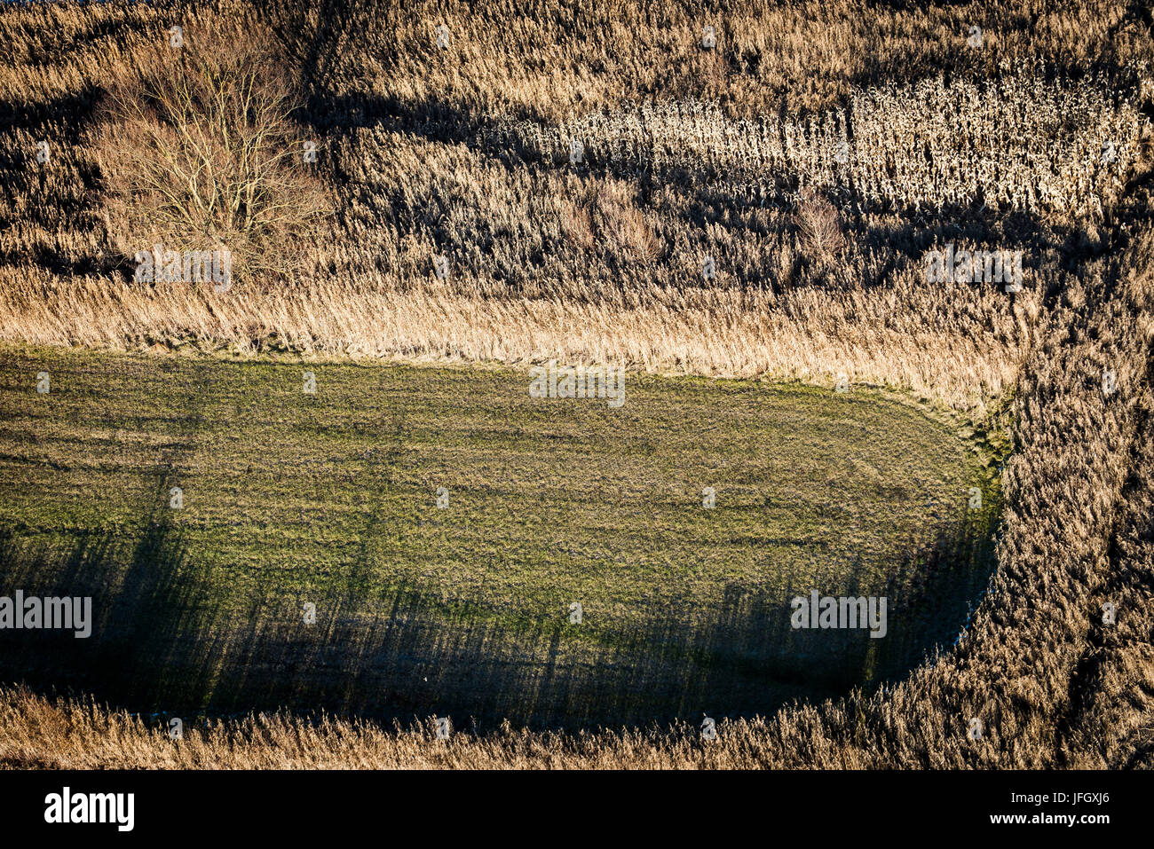 Bodenstruktur von oben mit Licht, Reed Landschaft, Luftbild, Valsugana, Levico, Trentino, Italien Stockfoto