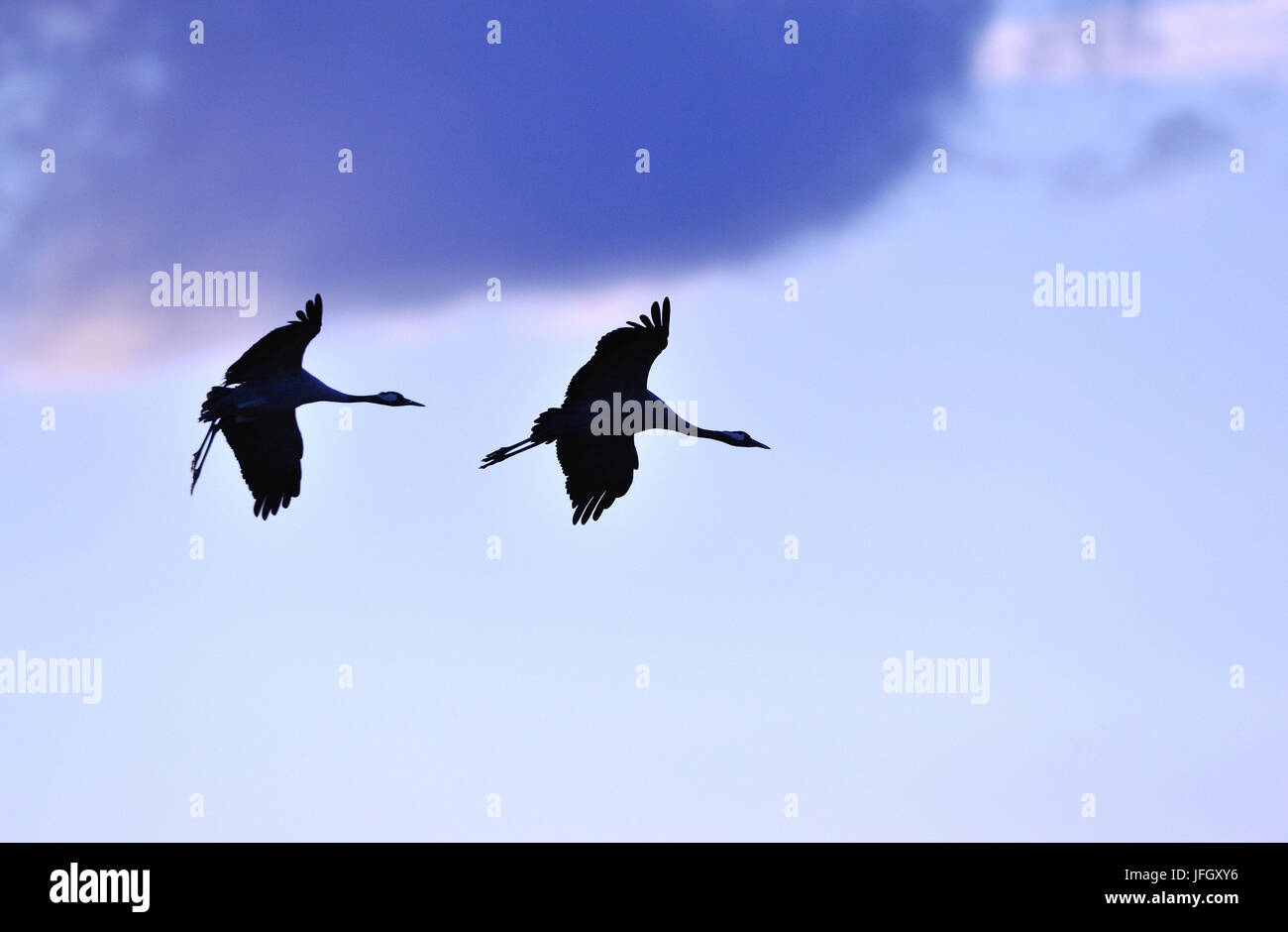 zwei Kräne im Flug Stockfoto