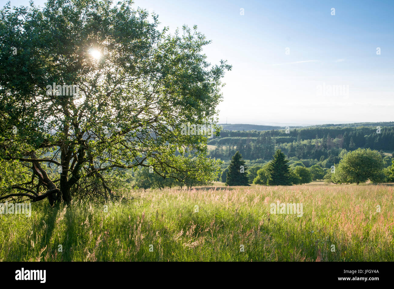 Naturschutzgebiet, Hoherodskopf, Vogelsberg, Hessen, Deutschland Stockfoto
