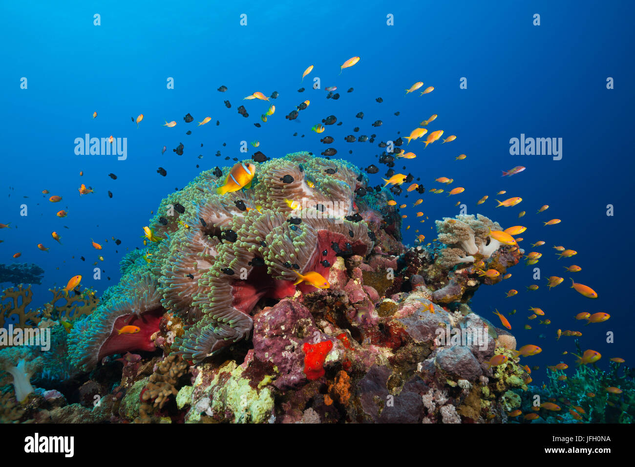 Rotes Meer Anemonenfische im Riff, Amphiprion Bicinctus, Shaab Rumi, Rotes Meer, Sudan Stockfoto