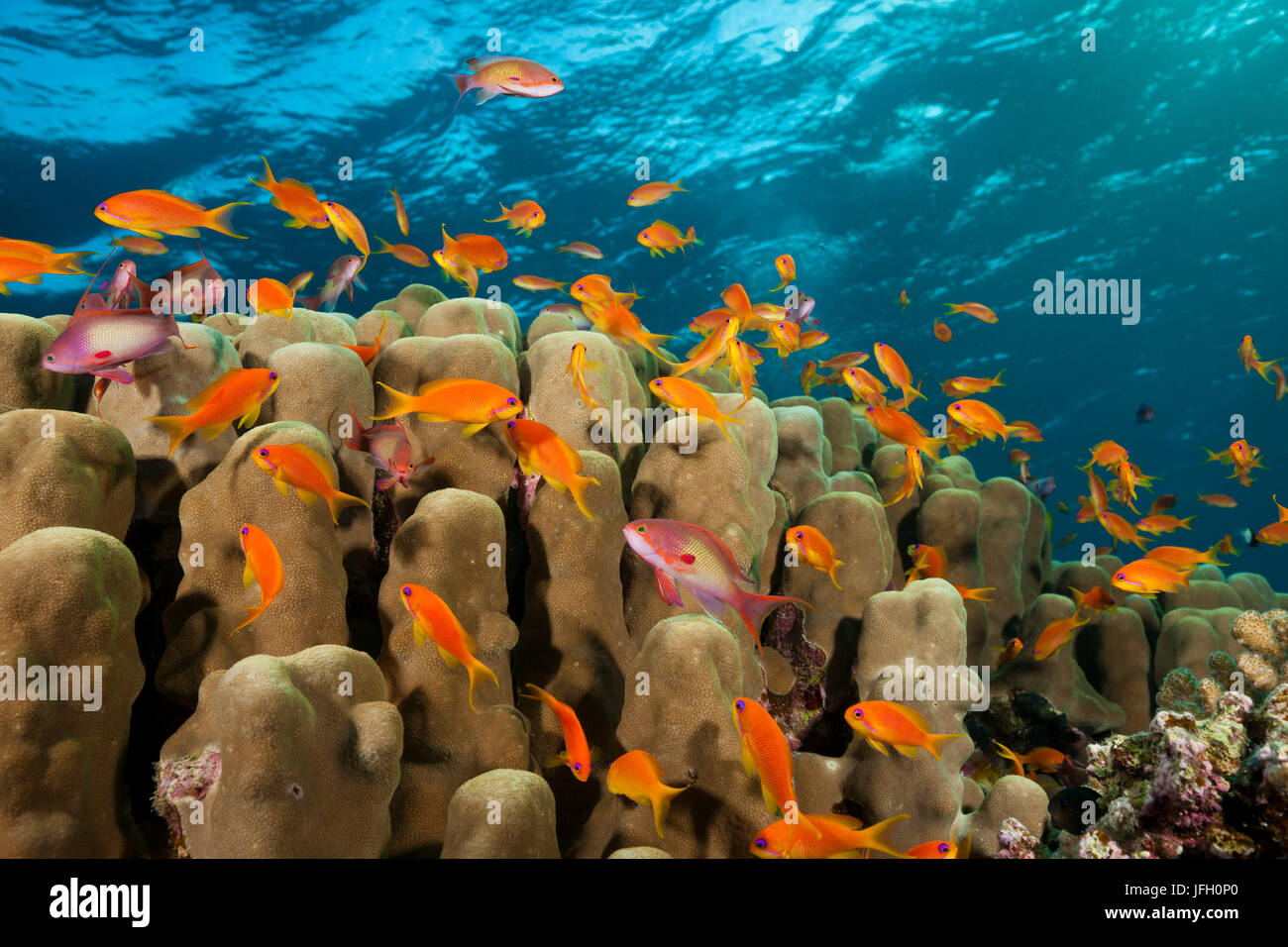 Korallenriff mit Harem-Flag hockt, Pseudanthias Squamipinnis, Rotes Meer, Ras Mohammed, Ägypten Stockfoto