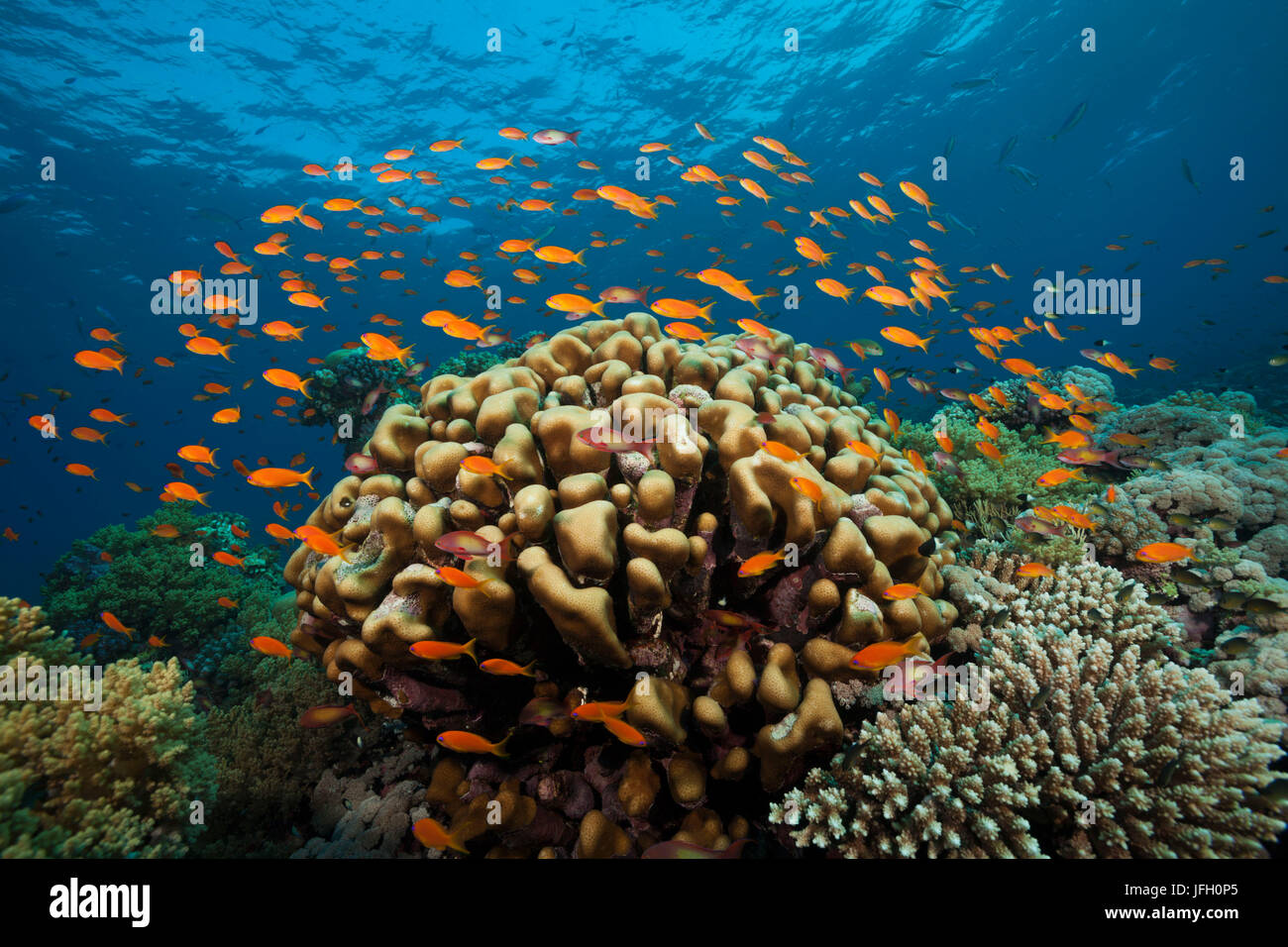 Korallenriff mit Harem-Flag hockt, Pseudanthias Squamipinnis, Rotes Meer, Ras Mohammed, Ägypten Stockfoto