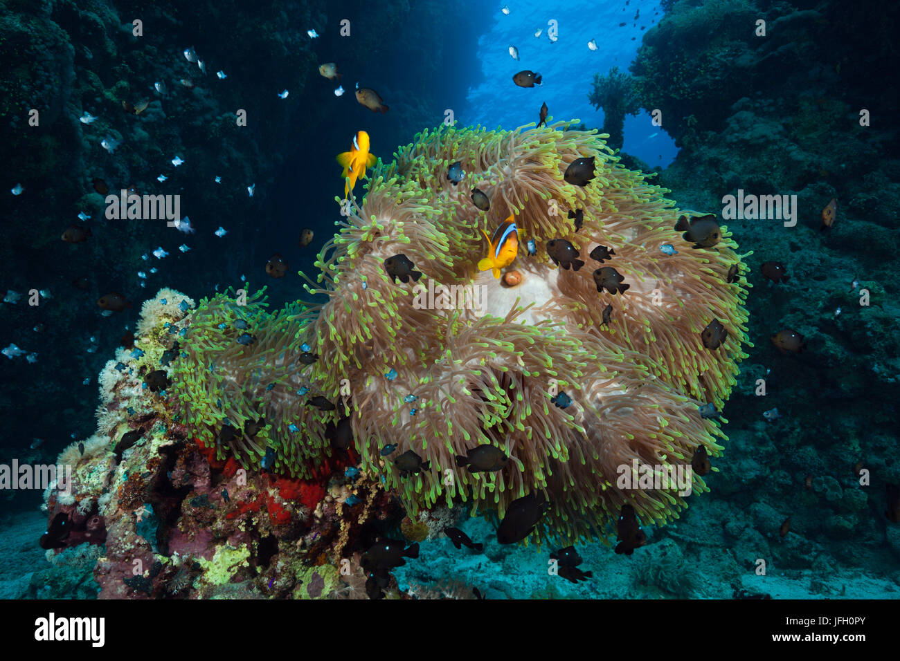 Rotes Meer Anemonenfische im Riff, Amphiprion Bicinctus, das Rote Meer, Dahab, Ägypten Stockfoto