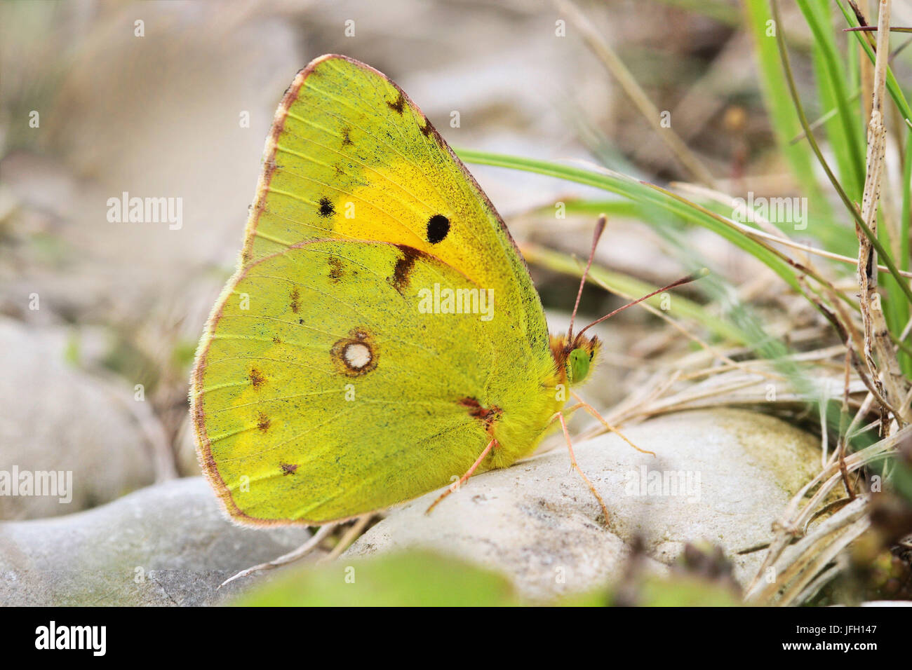 Erschien, Wandergelbling, Colias crocea Stockfoto