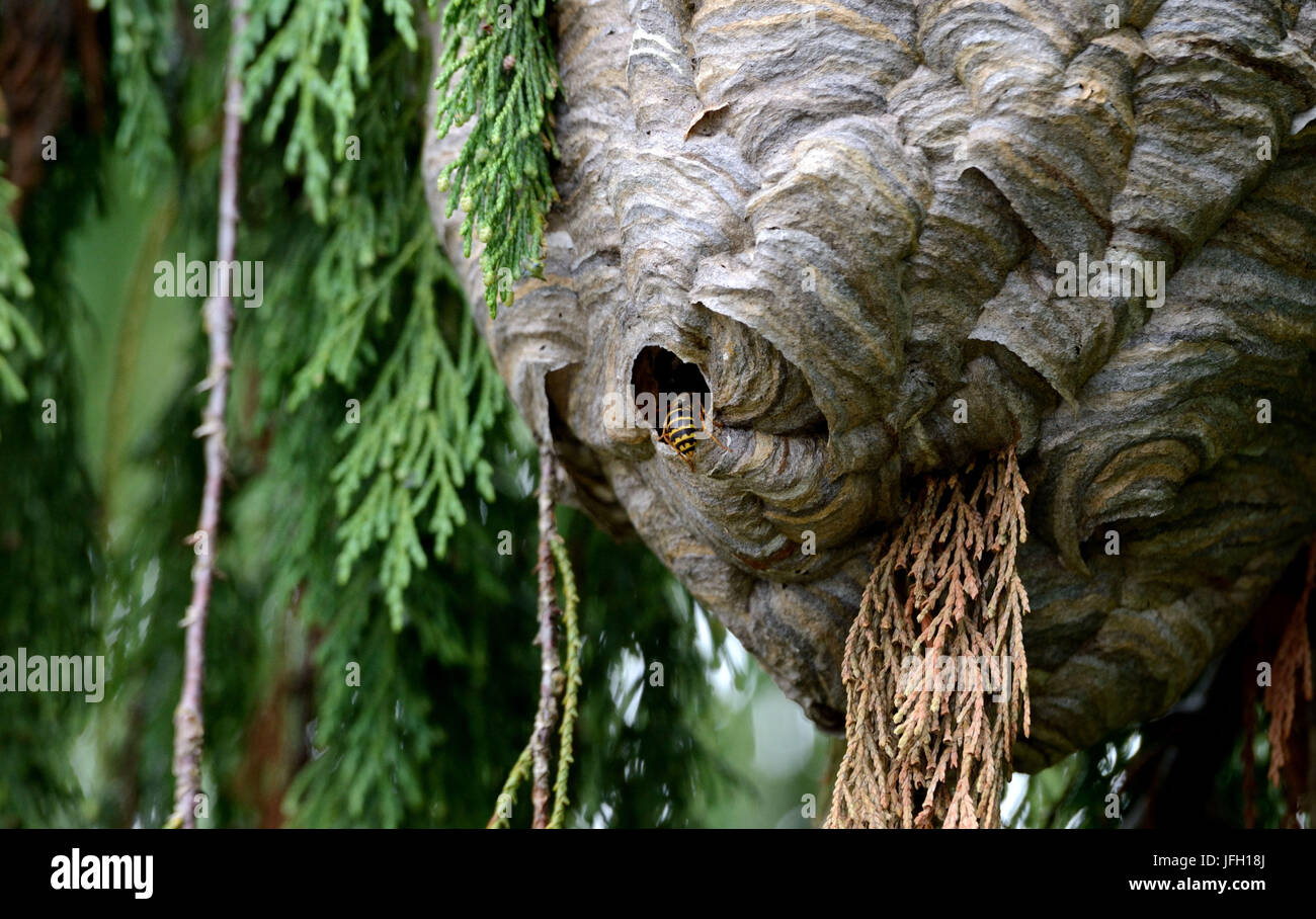 Wespennest, Detail, Eingang, Stockfoto