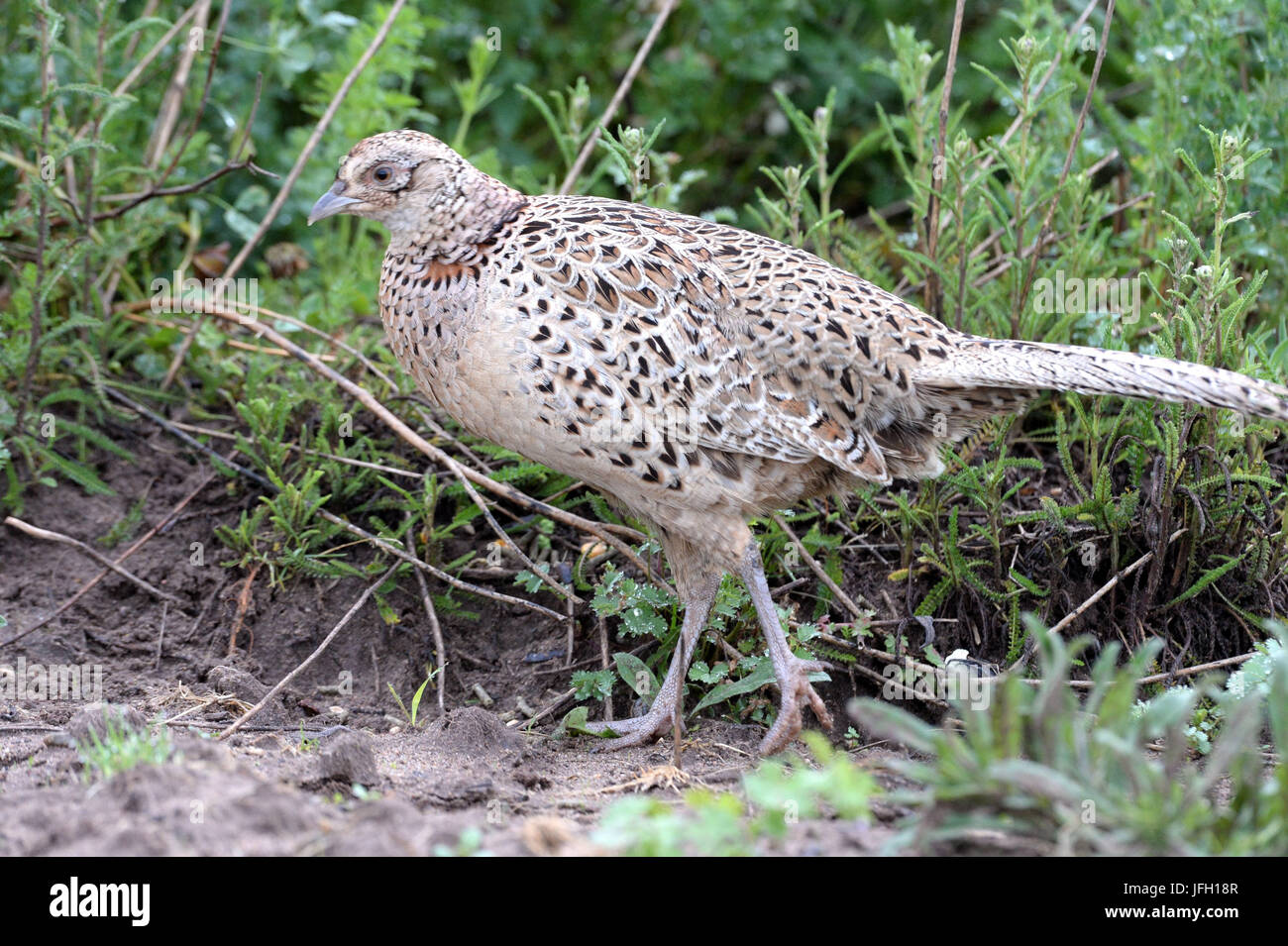 Fasan Huhn, Fasan, Phasianus Colchicus, Stockfoto