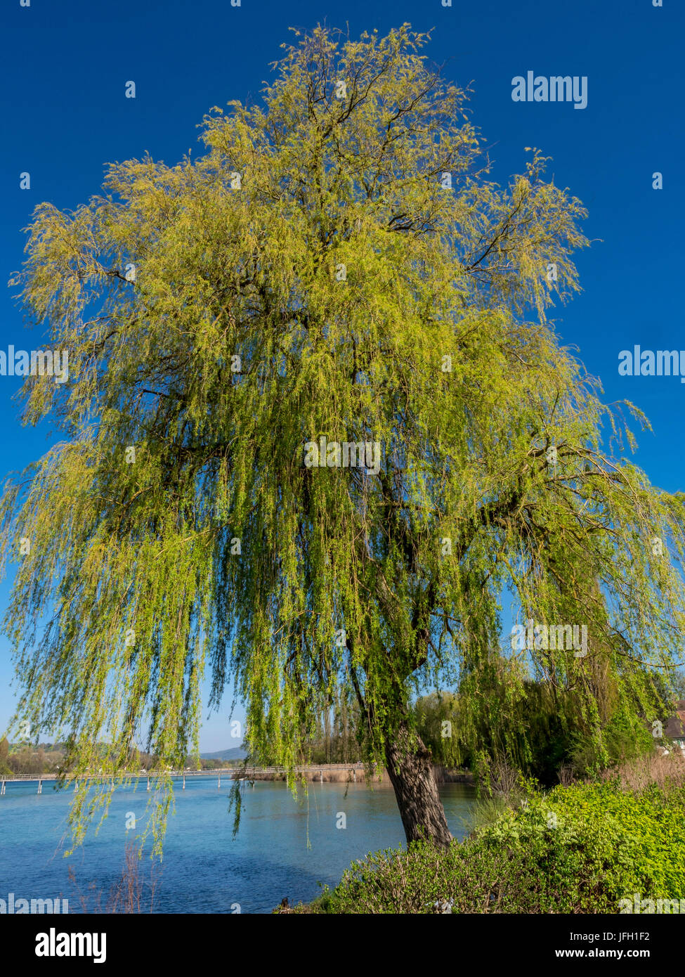 Trauerweide (Salix Babylonica), Rhein-Kulisse mit der Insel Becoming, Stein am Rhein, Kanton Schaffhausen, Swiss Europe Stockfoto