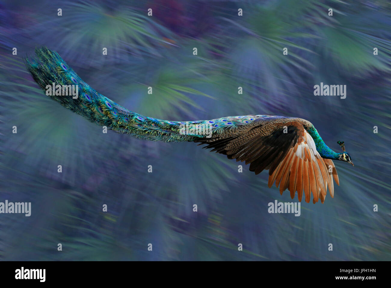 Blauer Pfau (Pavo Cristatus) im Flug Stockfoto