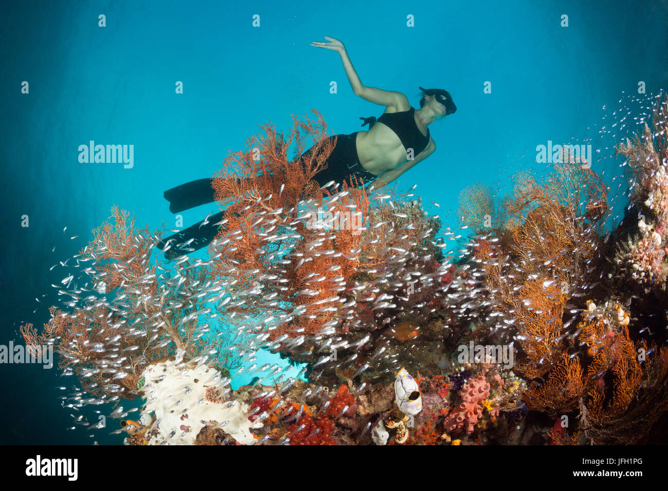 Glas Fisch Schwarm Runde Korallenriff, Runde beginnt Ransonneti, Raja Ampat, West Papua, Indonesien Stockfoto