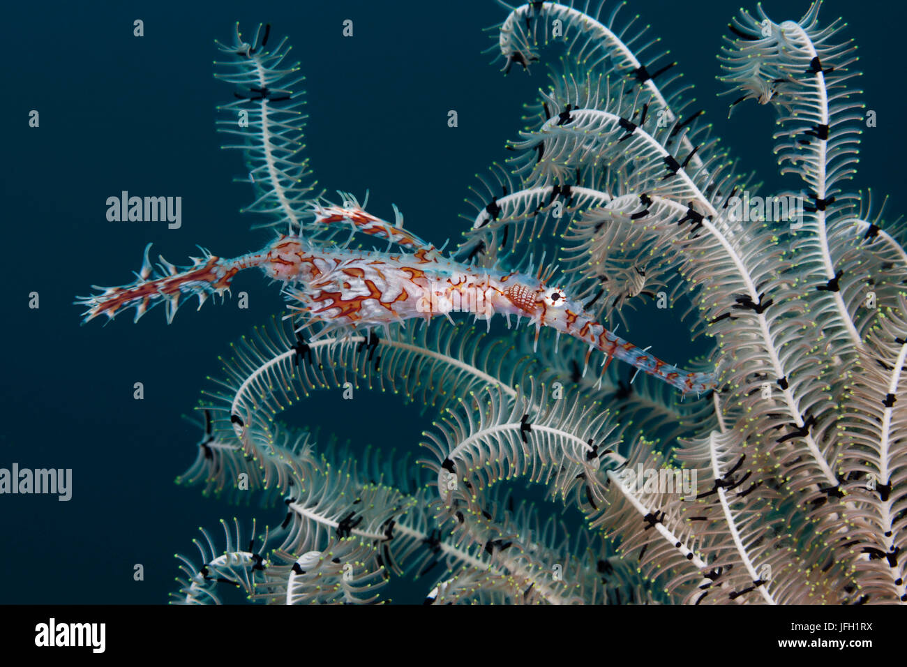 Harlekin-Geist Pfeife Fisch, Solenostomus Paradoxus, Ambon, den Molukken, Indonesien Stockfoto