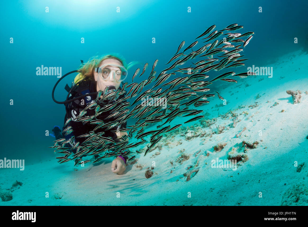Taucher und Film-Korallen Europäische Welse, Plotosus Lineatus, Ambon, den Molukken, Indonesien Stockfoto